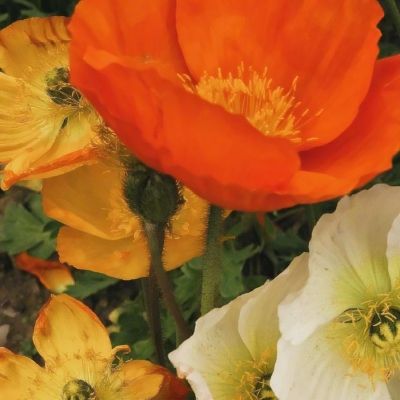 乐鱼官网下载手机版